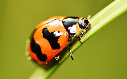 Asian Beetle removal in Ozaukee County