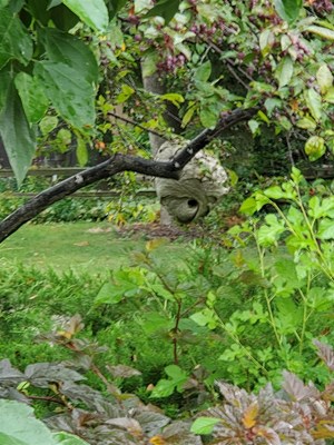 Beehive in a tree