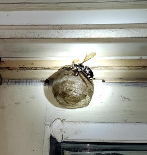 Hornet Nest in Wisconsin