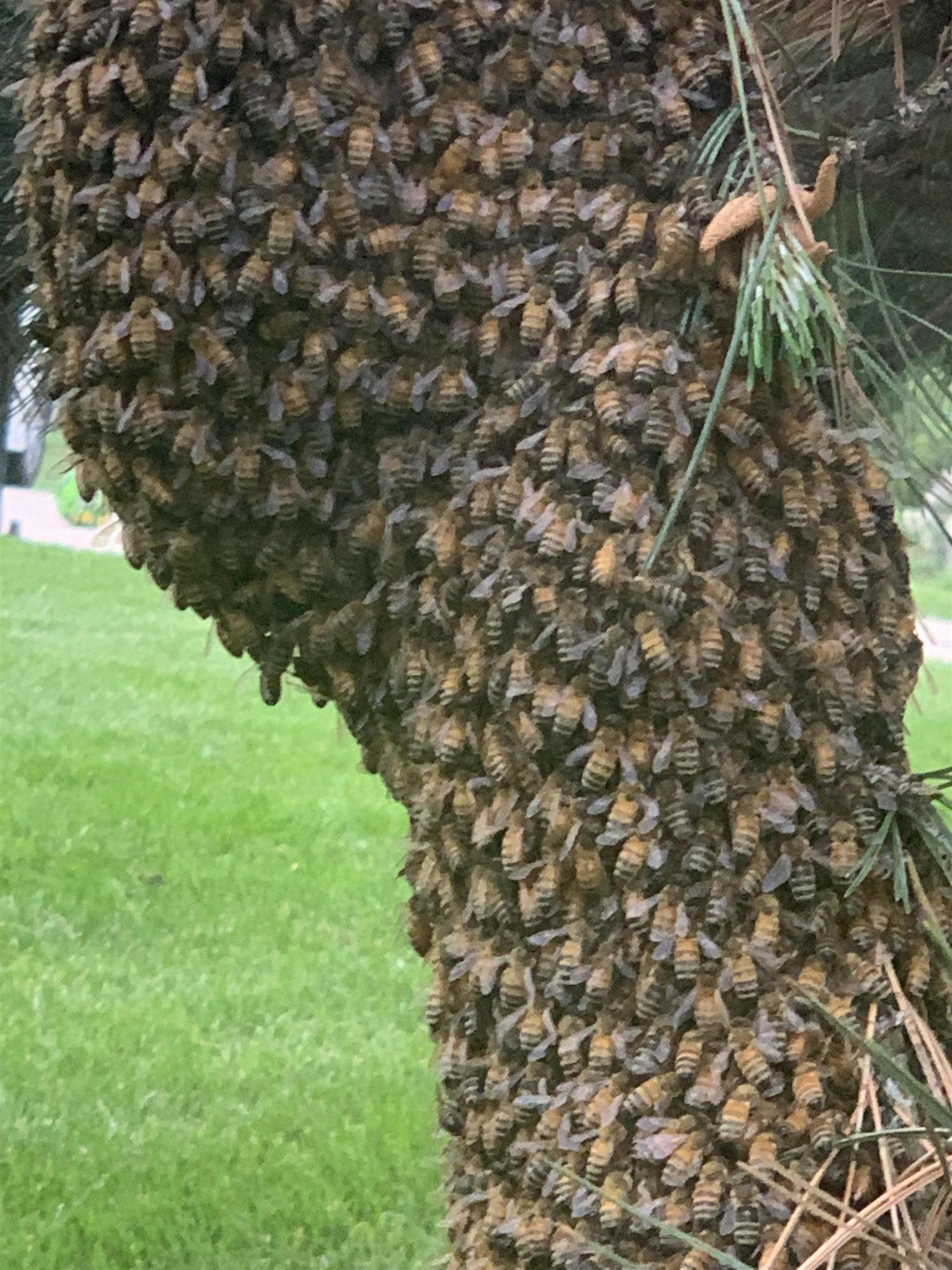 Germantown Wasp Exterminators