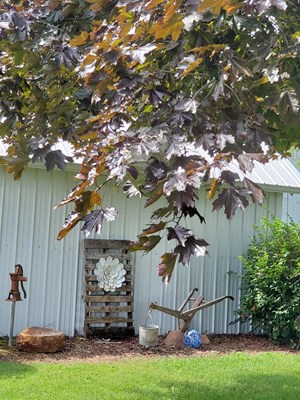 A Hornet Nest Hiding At Head-Height