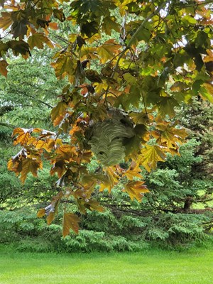 Hornet Nest Hiding In A Tree