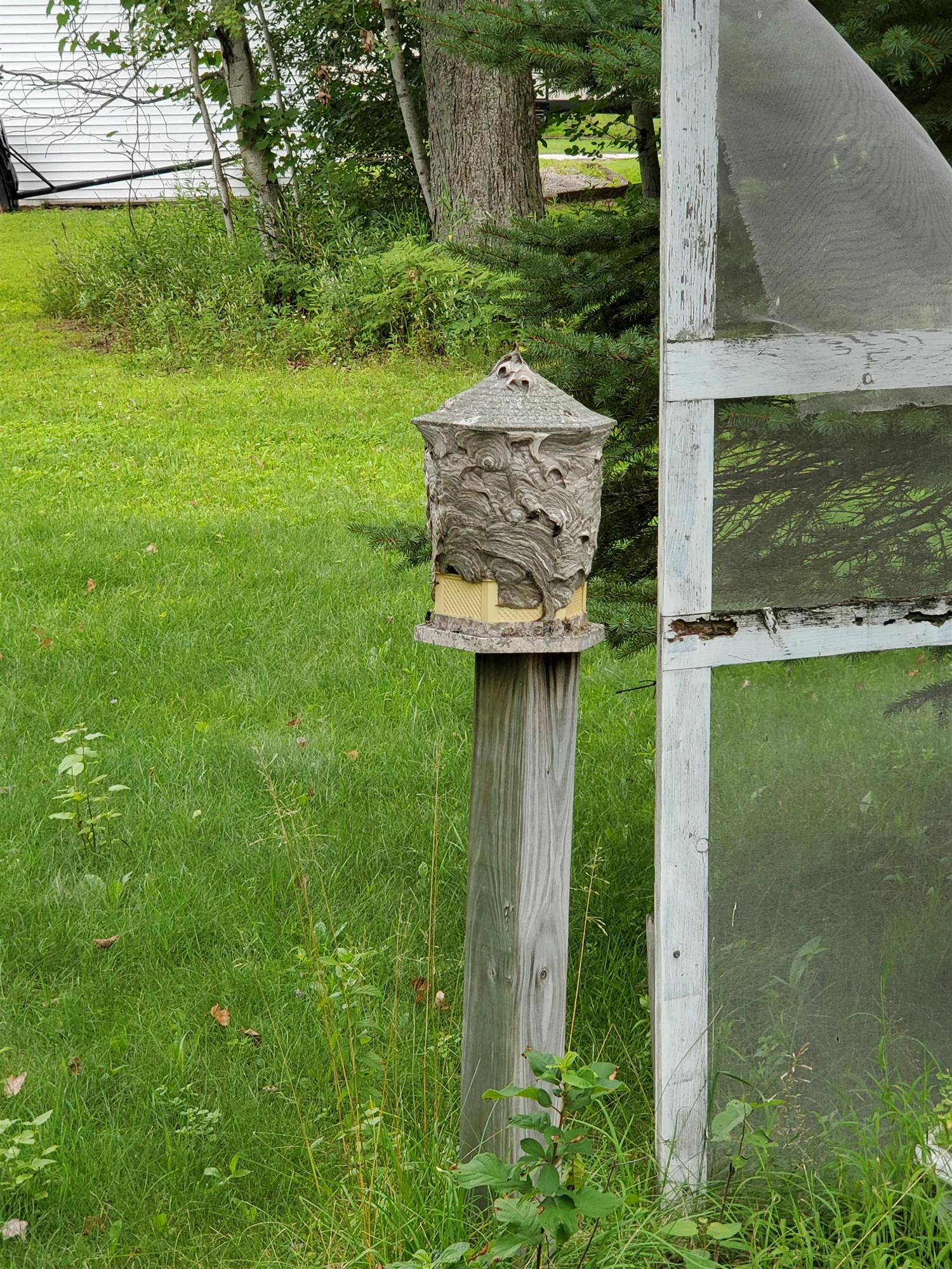 A Hornet Nest In A Bird Feeder