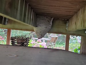 Hornet Nest Underneath A Porch