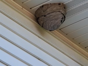 Bee Hive Underneath An Overhang