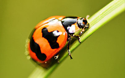 Cedarburg Ladybug and Box Elder Beetle Pest Control