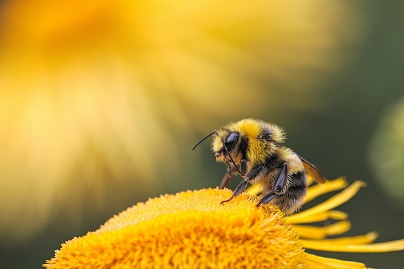 Kaukauna Wasp & Bee Pest Control