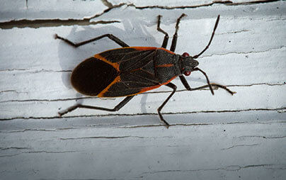 Box Elder Bug Exterminators