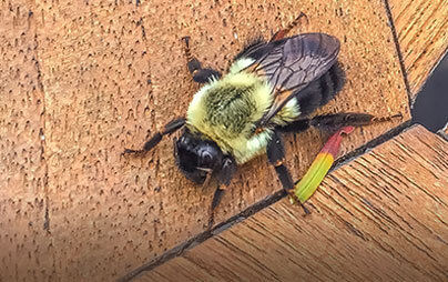 Carpenter Bee identification