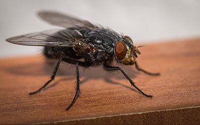 Cluster Fly Exterminators in Wisconsin