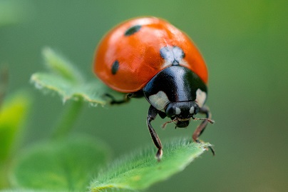 Kaukauna Ladybug and Box Elder Beetle Pest Control