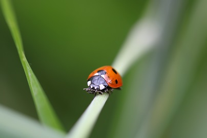 Fall pest prevention including ladybugs in Kimberly
