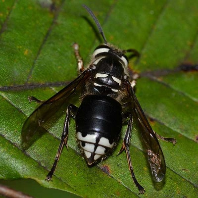 hornets hornet bees wasps pest identify identification