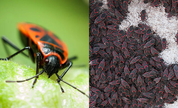 Box Elder Bug Identification