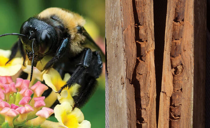 Carpenter Bee Exterminators