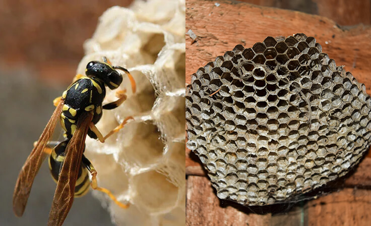 Wasp Nest Identification Chart