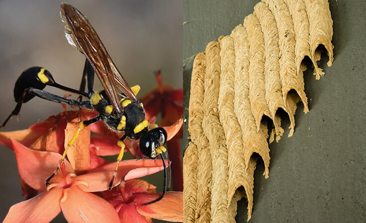 Mud Dauber Abatement & Prevention Services in WI