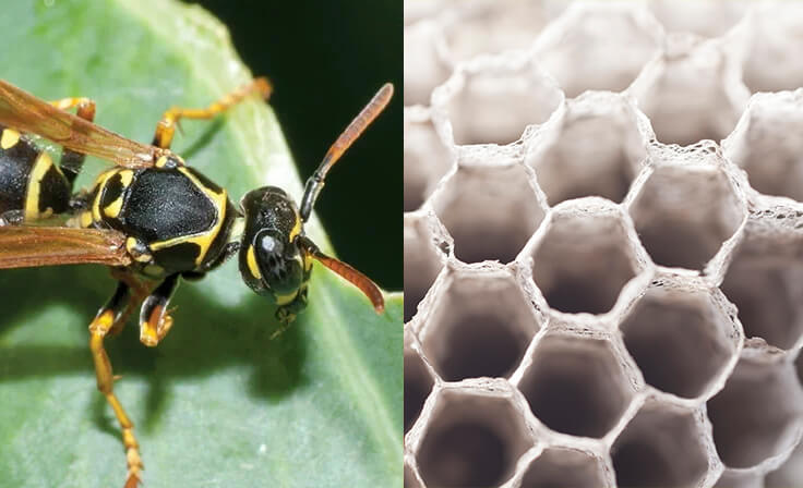 Paper Wasp Identification