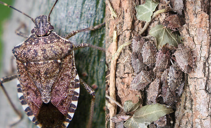 Stink Bug Identification