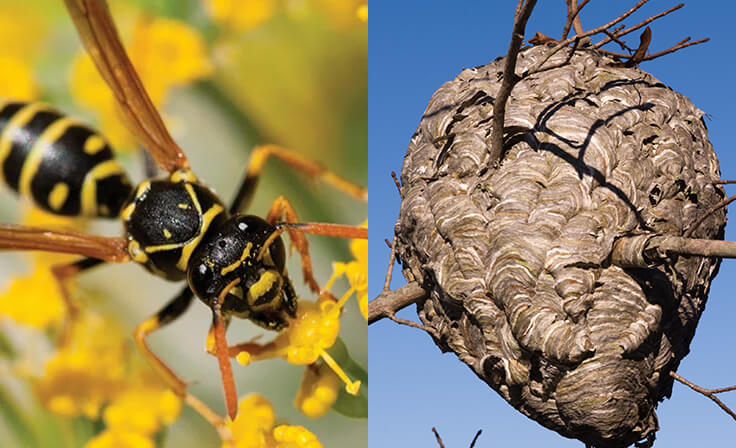 Yellow Jacket and Nest