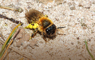 Mining Bee Exterminators