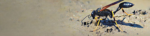 Mud Dauber Identification