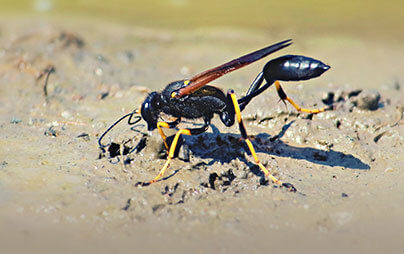 Mud Dauber Identification