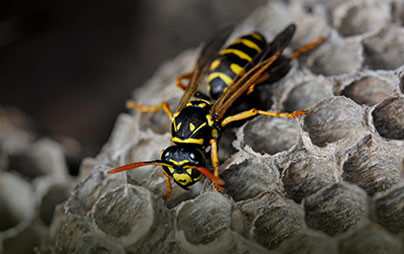 Cedarburg pest control for wasps, bees & beetles