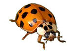 Lady Asian Beetle Extermination