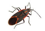 Box Elder Bug Exterminators