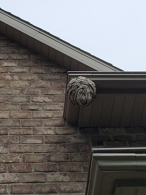 Hornet's nest extermination on roof