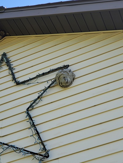 Hornet's nest extermination on siding