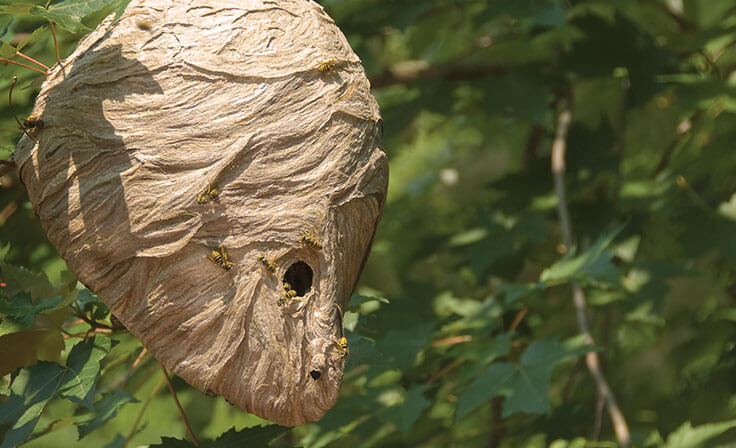 Hornet Nest Removal