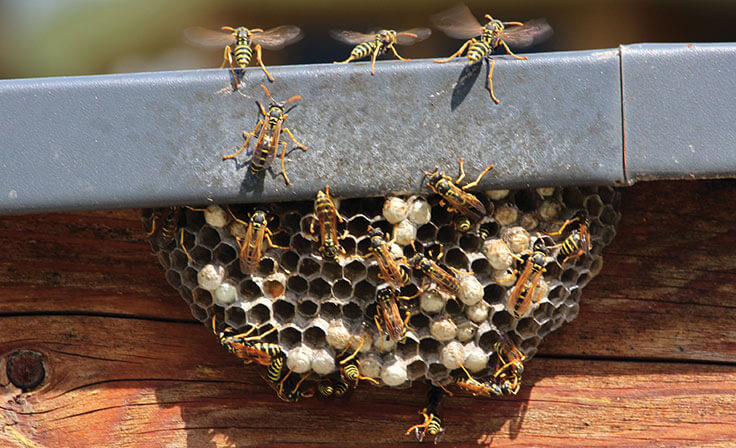 Wasp Nest in Wisconsin