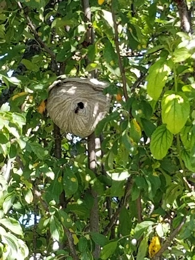 Wasp's nest extermination on backyard tree