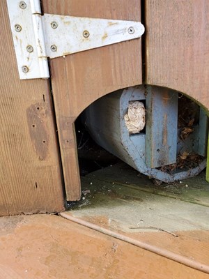 Wasp's nest extermination in chicken coop