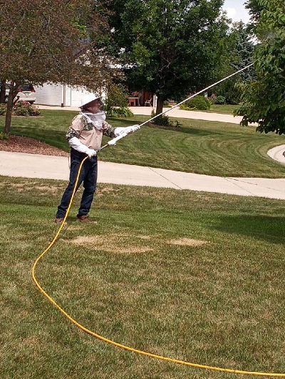 Wasp's nest extermination on front yard tree