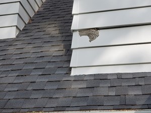 wasp's nest extermination on chimney siding