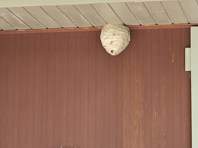 Wasp's nest extermination on front porch