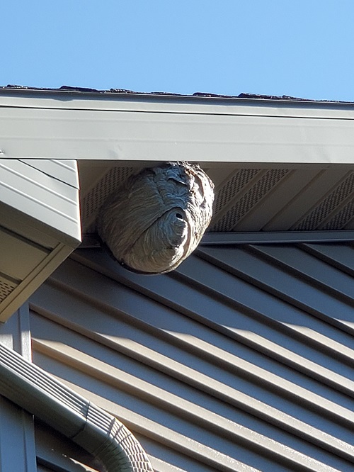 Wasp's nest extermination on roof