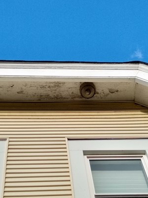 Wasp's nest extermination on home roof