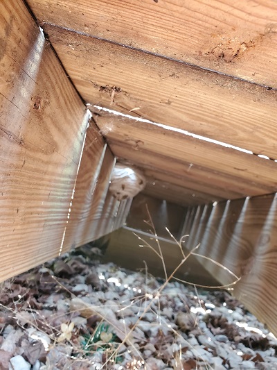 Wasp's nest extermination underneath porch