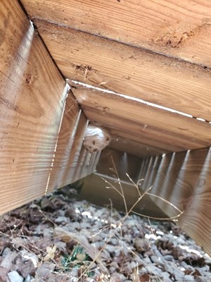Wasp's nest extermination underneath porch