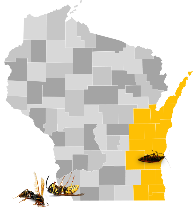 Stinging Insect Extermination Wisconsin