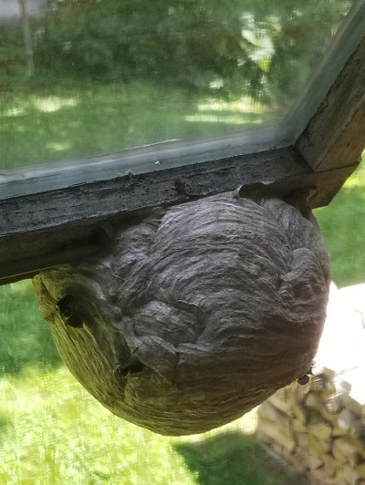 Hornet Nest Removal Menomonee Falls