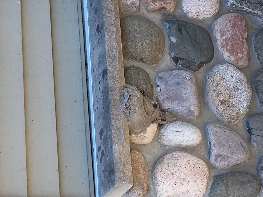 Bald Faced Hornet Nest Milwaukee