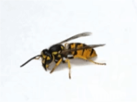 Yellow Jacket Extermination